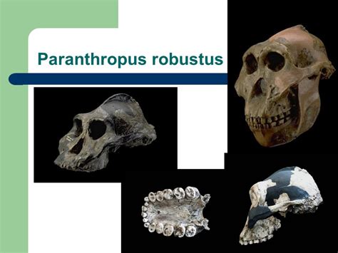 Australopithecus Robustus Skull Features