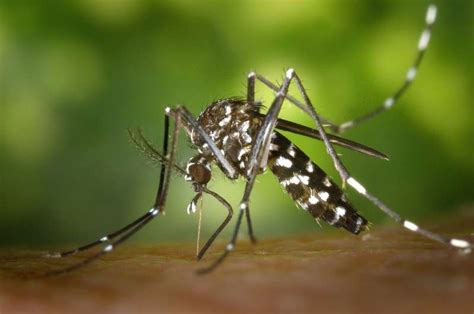 Dengue fever vaccine delivered with nanotechnology targets all four virus serotypes