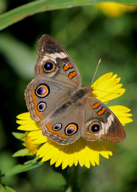 Autumn Rains (thus come the butterflies) - Shoal Creek Conservancy