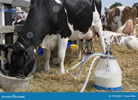 Dairy Farming - Milking A Cow Stock Photography - Image: 19193452