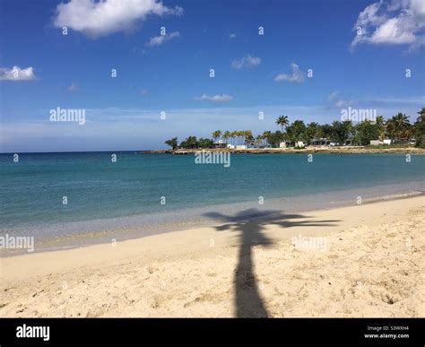 Palm tree cast a shadow on the beach Stock Photo - Alamy