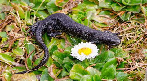 British Newts: A guide to the three main species of newt in the UK