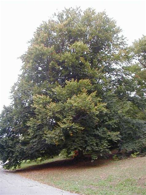 Fagus grandifolia – Nurseries Caroliniana