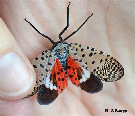 Help find the spotted lanternfly, Lycorma delicatula — Bug of the Week