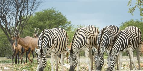 Namibia Highlights Guided Drive (11n) – Value | Yellow Zebra Safaris