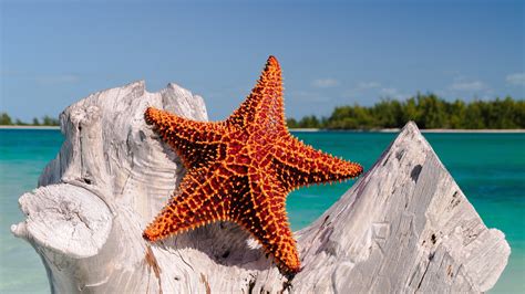 Starfish Wallpapers, Pictures, Images