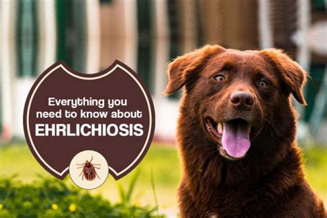 Ehrlichiosis in Dogs: Signs, Symptoms & Prevention