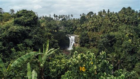 Tropical forests are no longer a carbon sink, emitting as much carbon per year as all transit in ...