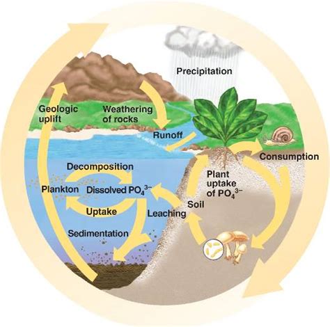 Simple Phosphorus Cycle Diagram