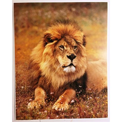 Lion Poster Print Impact 1180 Vintage Wall Art New NOS Nature | Etsy