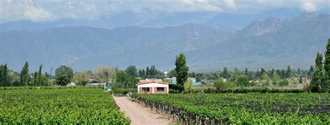 Mendoza half-day wine tour with tasting | musement