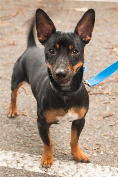 Shorty Lim - Medium Male Fox Terrier (Smooth) Mix Dog in NSW - PetRescue