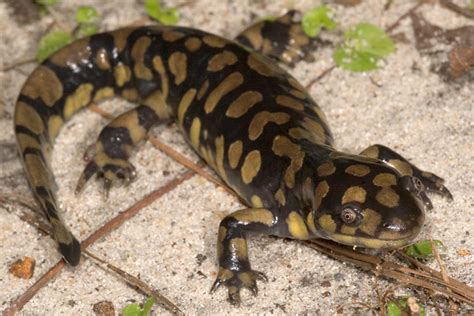 Eastern Tiger Salamander (Ambystoma tigrinum) | Tiger Salama… | Flickr