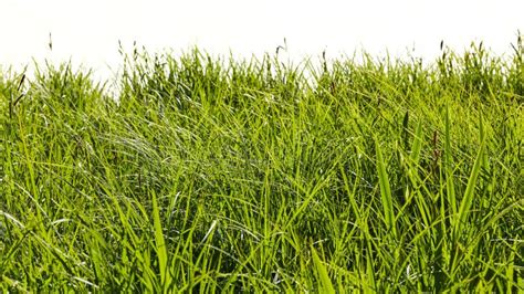 Green Grass Isolated Against White As a Background Texture Stock Image ...