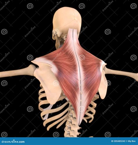 Trapezius Muscle Anatomy for Medical Concept 3D Illustration Stock ...