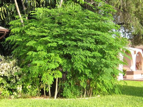 Planting the Moringa or “Miracle” Tree at Home We may be considering ...