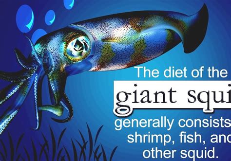 Giant Squid - Squids Diet