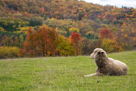 Help us provide 300,000 meals for farm animals! | Farm Sanctuary