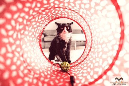 The World of Cat Tunnels (and why your cat wants one!) | Cat Veteran