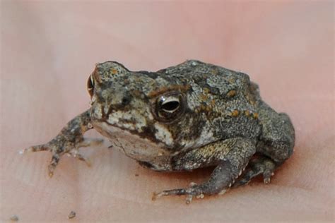 Small Animal Talk: Cane toads: a history, a gross case study, and first aid tips