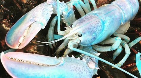 Incredibly Rare 'Cotton Candy' Lobster Caught By Fisherman