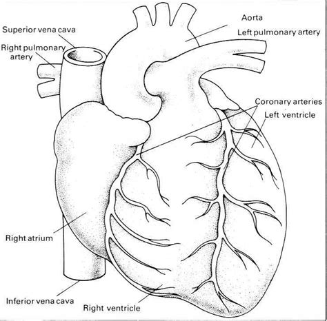 Heart Disease Drawing at GetDrawings | Free download