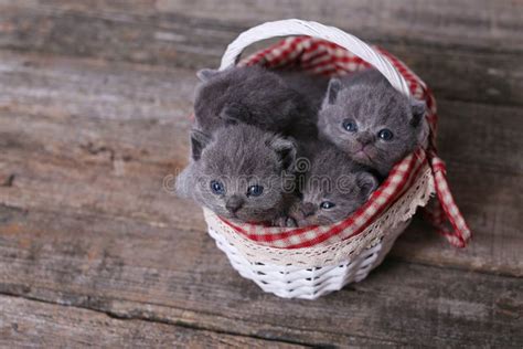 Bunch of Kittens in a Basket Stock Image - Image of jump, boxes: 97517849