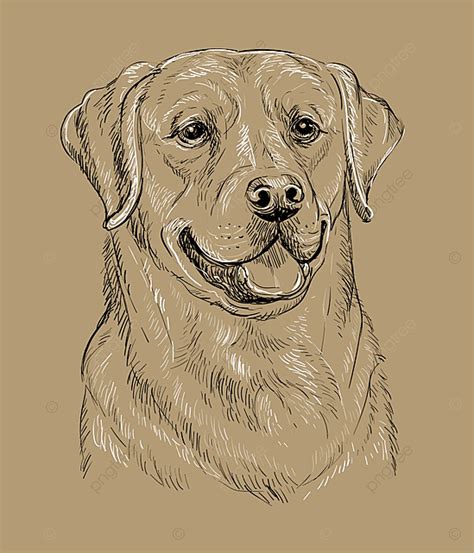 Labrador Retriever Puppy Drawing