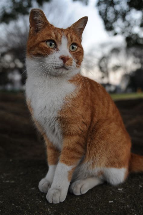 File:Orange and white tabby cat-Portrait-Hisashi-01.jpg