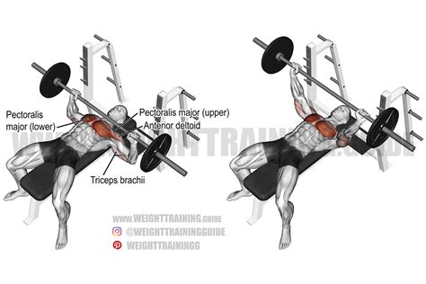 Barbell bench press exercise instructions and video | WeightTraining.guide