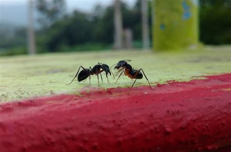 Facts About Ants Working Together | Empire Pest Control London