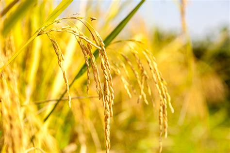 A clear case for golden rice | Opinion | Eco-Business | Asia Pacific