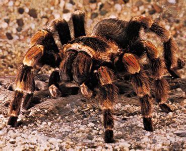 Tarantula | Care, Habitat & Facts | Britannica