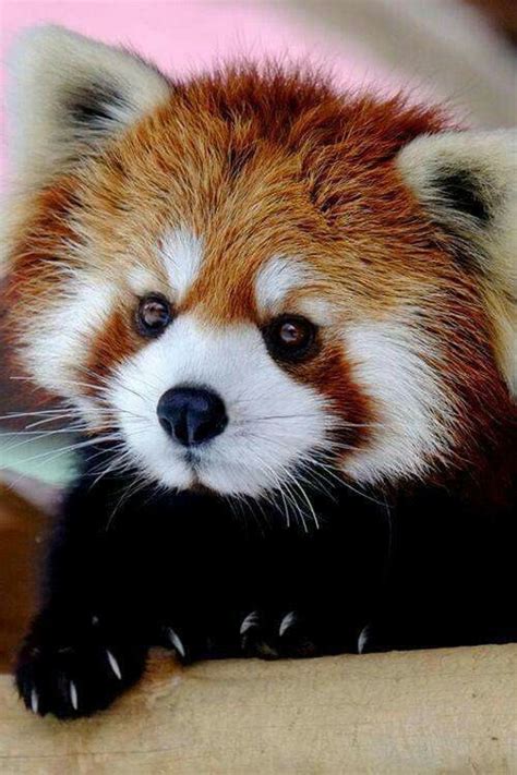 Cute red panda 🐼 | Animales adorables, Animales lindos, Animales