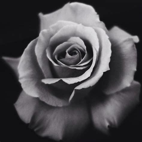 Colorless Rose Photograph by Marie Anemone