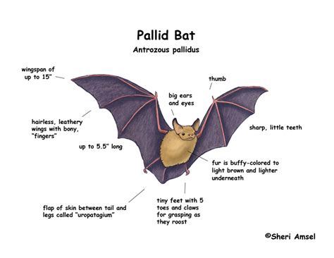 [DIAGRAM] Parts Of A Bat Diagram - MYDIAGRAM.ONLINE