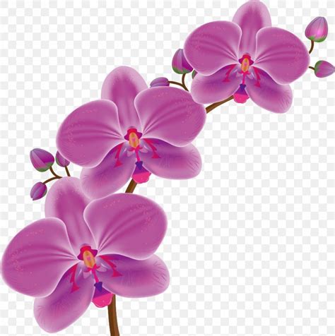 Orchids Drawing Flower, PNG, 967x974px, Orchids, Blossom, Cartoon, Cut ...