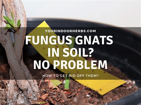 6 Easy Ways To Get Rid Of Fungus Gnats In The Soil (Organic) | Your Indoor Herbs and Garden