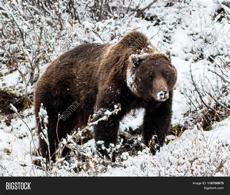 Big Male Grizzly Bear Image & Photo (Free Trial) | Bigstock