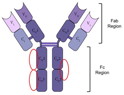 Pharmaceutics | Free Full-Text | IgG Fc Affinity Ligands and Their Applications in Antibody ...