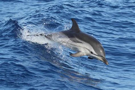 Why Are Dolphins Mammals? – North American Nature