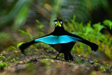 New Bird of Paradise Species Confirmed in New Guinea