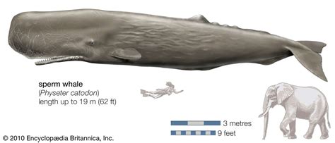 How Did the Sperm Whale Get Its Name? | Britannica