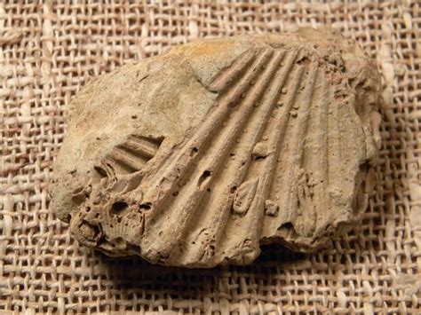 Calvert Cliffs fossils | Fossils, Calvert, Littoral zone