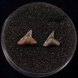 Sumatran Sandbar shark teeth for sale | Buried Treasure Fossils