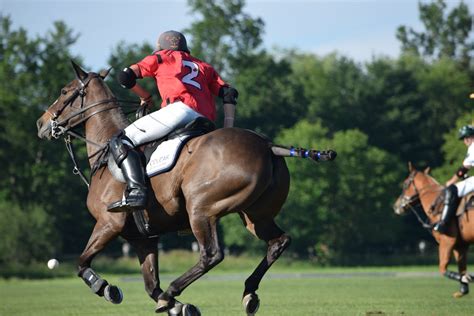 Your Guide to the Real Athletes on the Polo Field; Polo Ponies ...