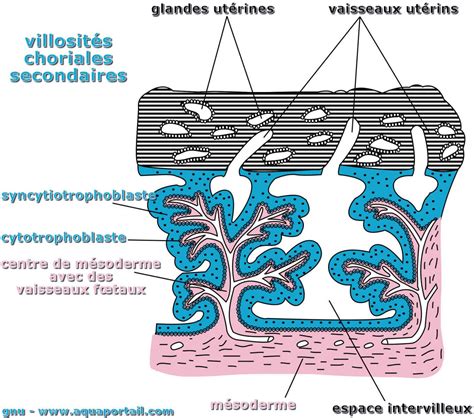 Cytotrophoblaste : définition et explications