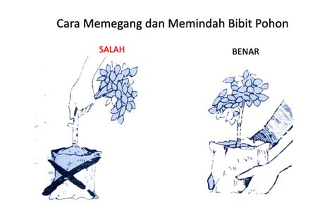 Cara Teknik Menanam Pohon agar Tumbuh dengan Baik