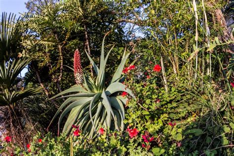 Plants, Garden, Red