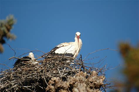 Stork Nest - Free photo on Pixabay - Pixabay